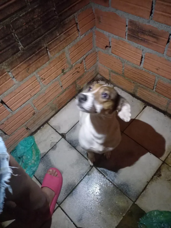 Cachorro ra a SRD-ViraLata idade 1 ano nome Mel