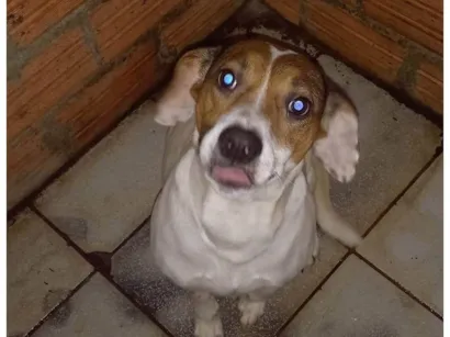 Cachorro raça SRD-ViraLata idade 1 ano nome Mel