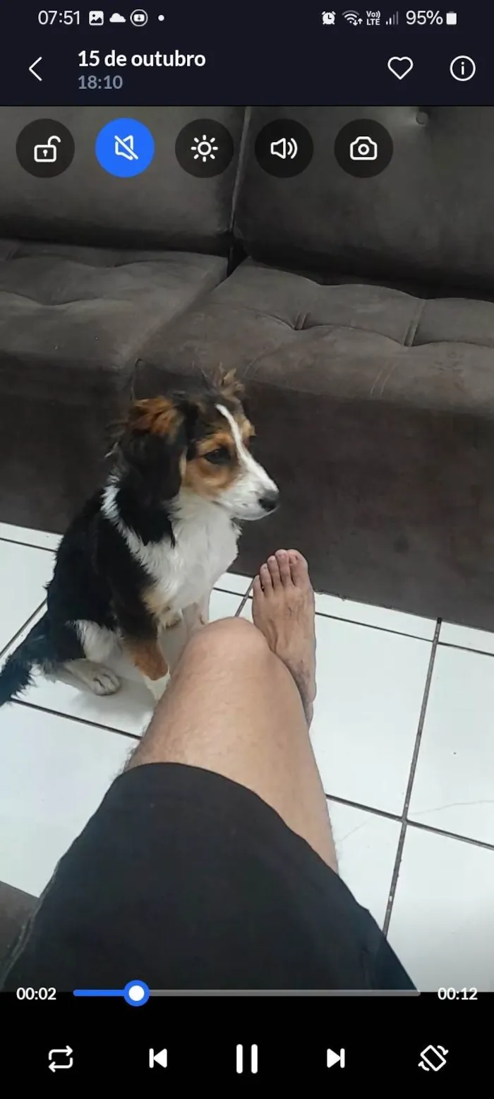 Cachorro ra a SRD-ViraLata idade 2 a 6 meses nome Tuquinha