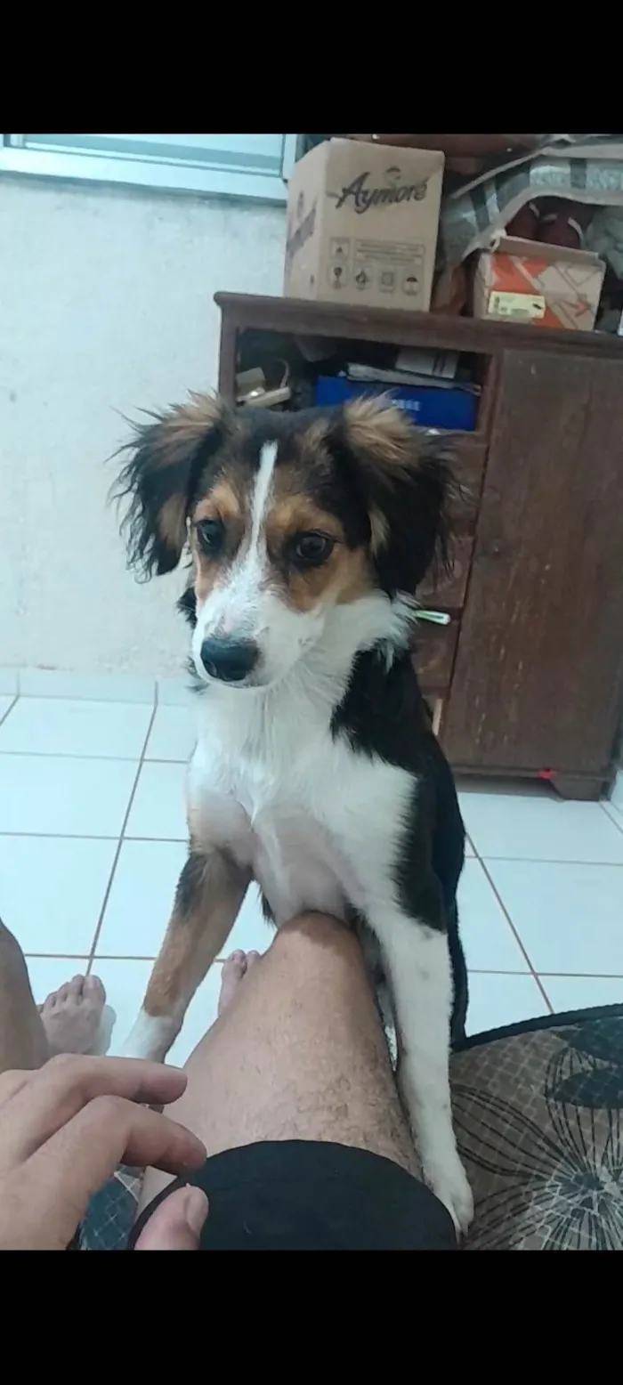 Cachorro ra a SRD-ViraLata idade 2 a 6 meses nome Tuquinha