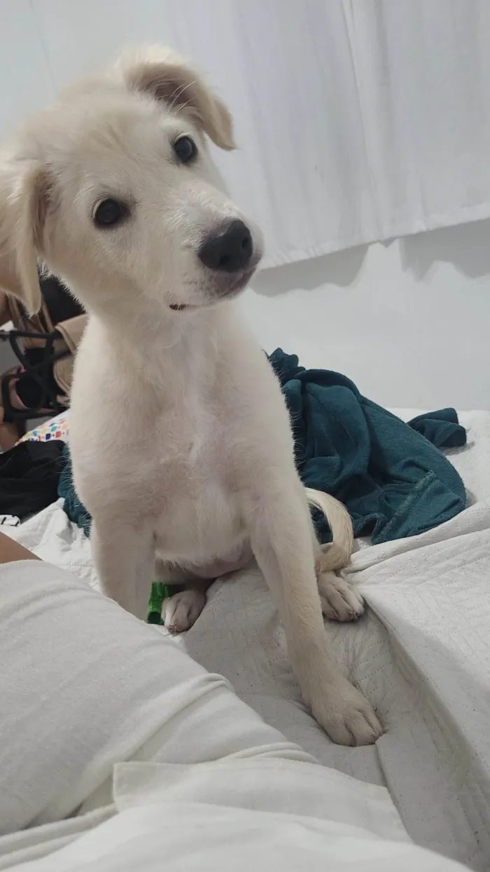 Cachorro ra a SRD-ViraLata idade 2 a 6 meses nome Aika