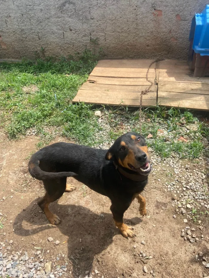 Cachorro ra a SRD-ViraLata idade 3 anos nome Thor