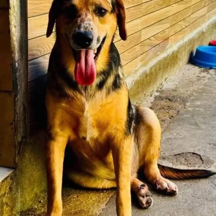 Cachorro ra a SRD-ViraLata idade 2 anos nome Kevin