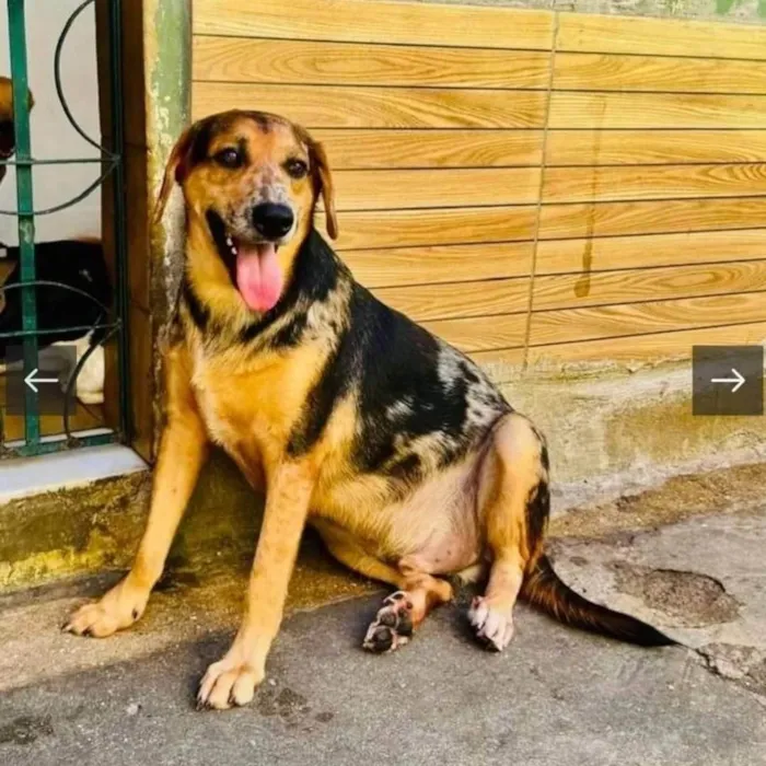 Cachorro ra a SRD-ViraLata idade 2 anos nome Kevin