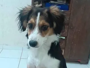 Cachorro raça SRD-ViraLata idade 2 a 6 meses nome Tuquinha