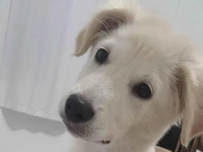 Cachorro raça SRD-ViraLata idade 2 a 6 meses nome Aika