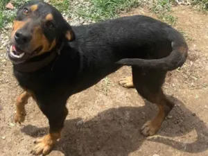 Cachorro raça SRD-ViraLata idade 3 anos nome Thor