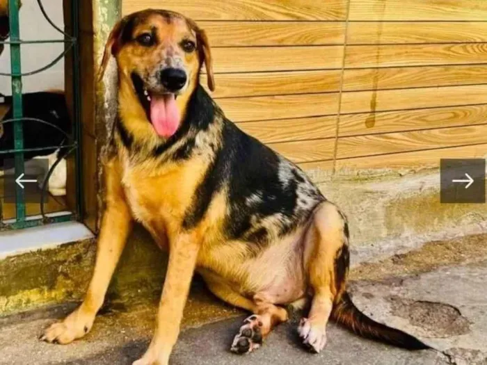 Cachorro ra a SRD-ViraLata idade 2 anos nome Kevin