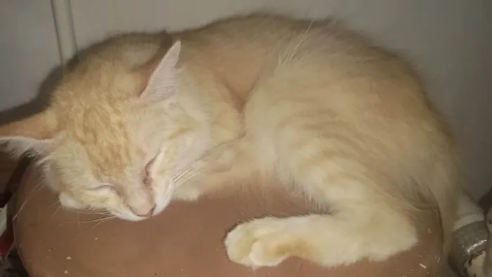 Gato ra a SRD-ViraLata idade 2 anos nome Joaninha