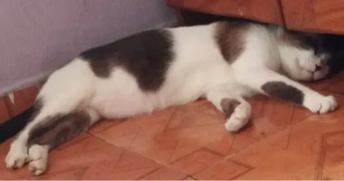 Gato ra a Siamês idade 4 anos nome O Nome do gato é Bob