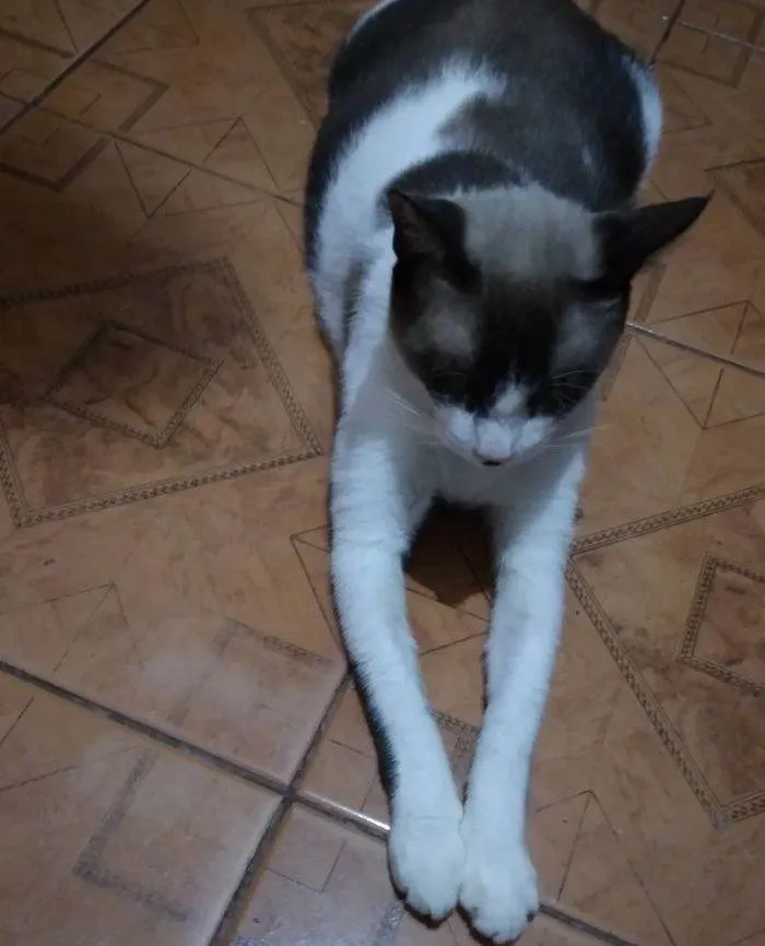 Gato ra a Siamês idade 4 anos nome O Nome do gato é Bob