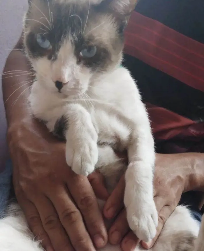 Gato ra a Siamês idade 4 anos nome O Nome do gato é Bob