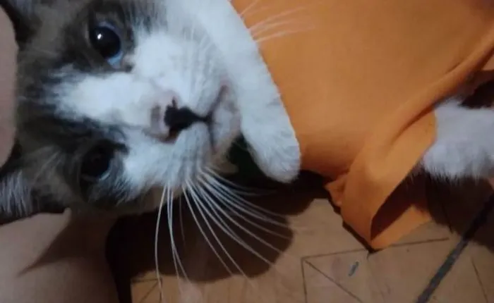 Gato ra a Siamês idade 4 anos nome O Nome do gato é Bob