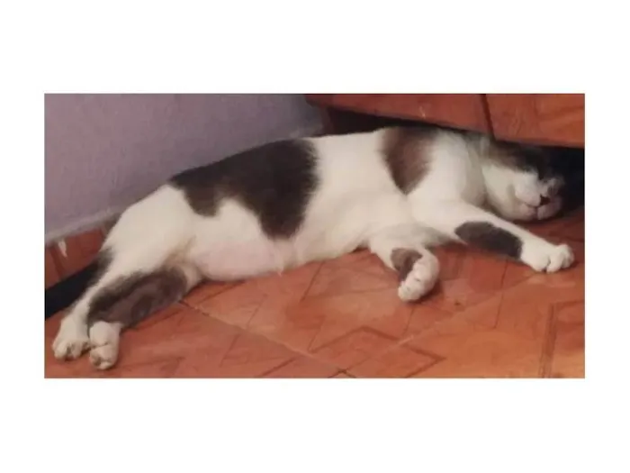 Gato ra a Siamês idade 4 anos nome O Nome do gato é Bob