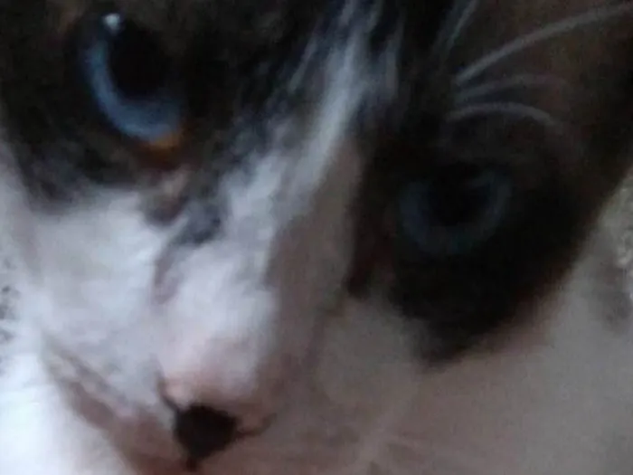 Gato ra a Siamês idade 4 anos nome O Nome do gato é Bob