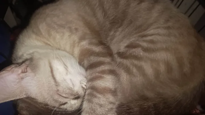 Gato ra a Siamês idade 7 a 11 meses nome Branco e Marrom