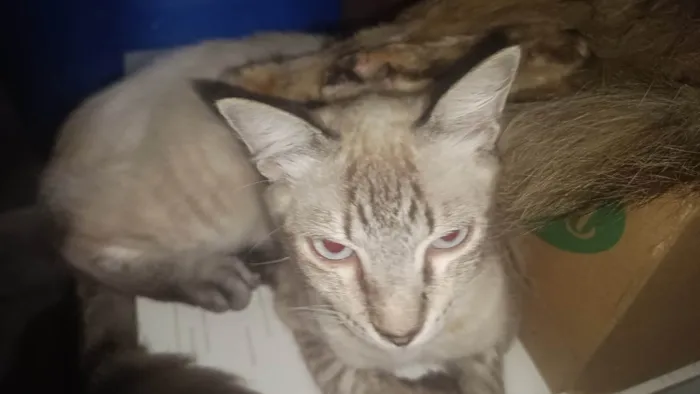 Gato ra a Siamês idade 7 a 11 meses nome Branco e Marrom