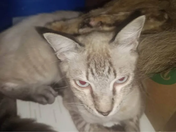 Gato ra a Siamês idade 7 a 11 meses nome Branco e Marrom