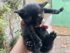 Gato raça SRD-ViraLata idade 2 a 6 meses nome Pretinha