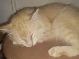 Gato raça SRD-ViraLata idade 2 anos nome Joaninha