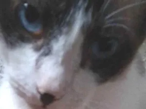 Gato raça Siamês idade 4 anos nome O Nome do gato é Bob