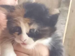 Gato raça Persa idade 2 a 6 meses nome Vanessinha