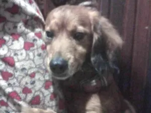 Cachorro raça SRD-ViraLata idade 3 anos nome Bingo