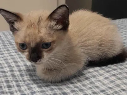 Gato raça Siamês idade Abaixo de 2 meses nome Ashe