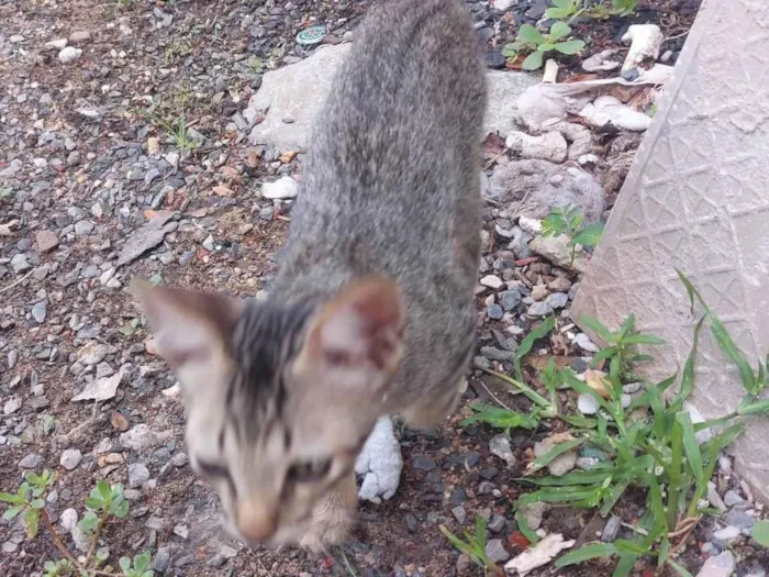 Gato ra a SRD-ViraLata idade 2 a 6 meses nome Sem nome definido 