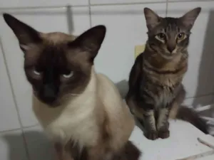 Gato raça SRD-ViraLata idade 1 ano nome Nito