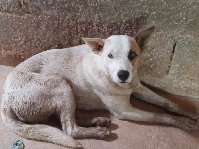 Cachorro ra a SRD-ViraLata idade 7 a 11 meses nome Trovão 