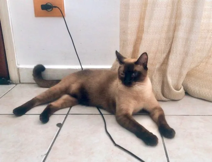 Gato ra a Siamês idade 2 a 6 meses nome Afonso e Ravena bb8meses 