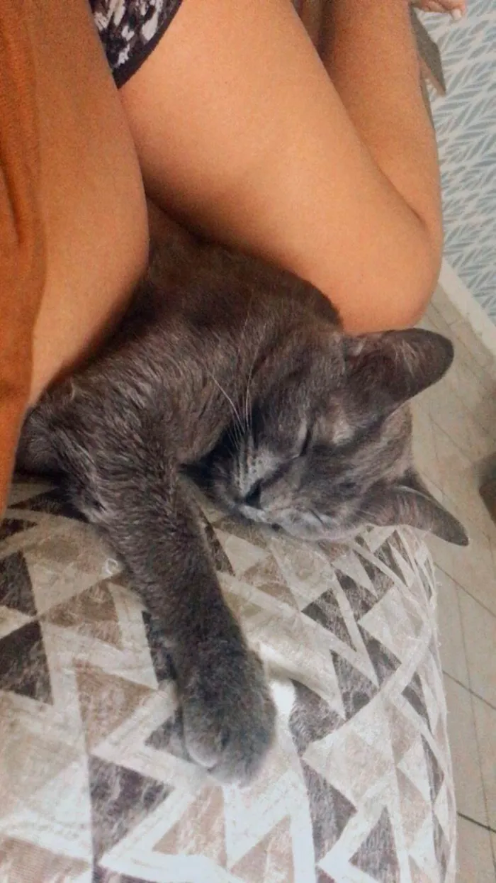 Gato ra a Siamês idade 2 a 6 meses nome Afonso e Ravena bb8meses 