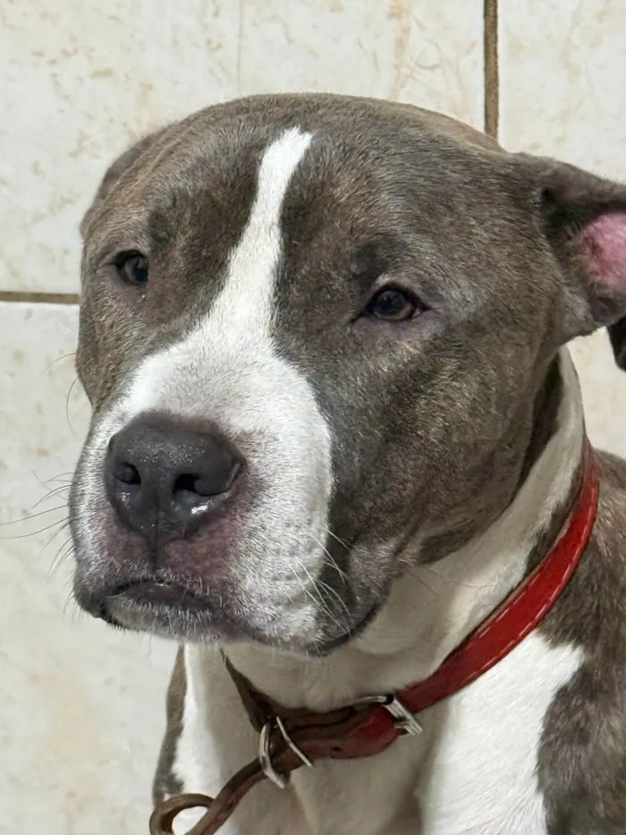 Cachorro ra a Pit-Bull idade 1 ano nome Scot 