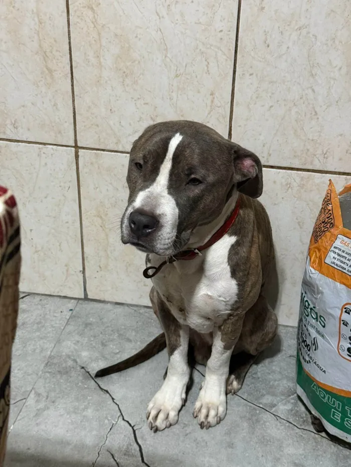 Cachorro ra a Pit-Bull idade 1 ano nome Scot 