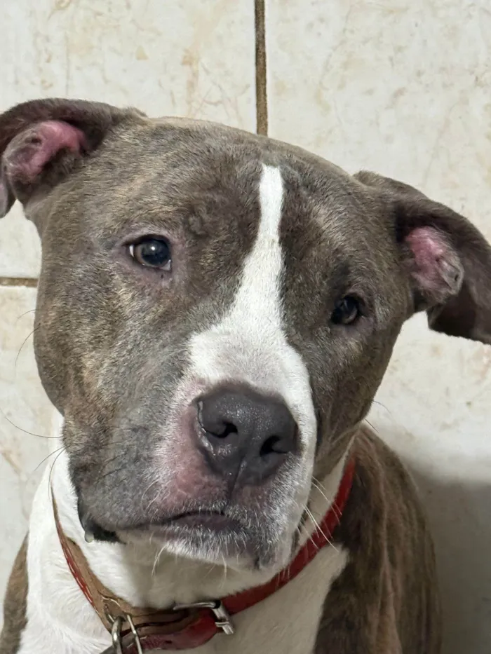 Cachorro ra a Pit-Bull idade 1 ano nome Scot 