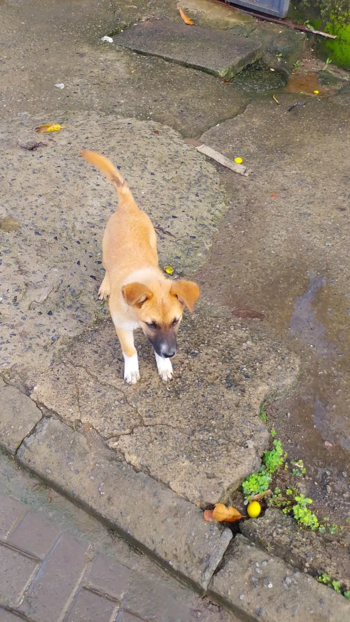 Cachorro ra a SRD-ViraLata idade 2 a 6 meses nome Atena