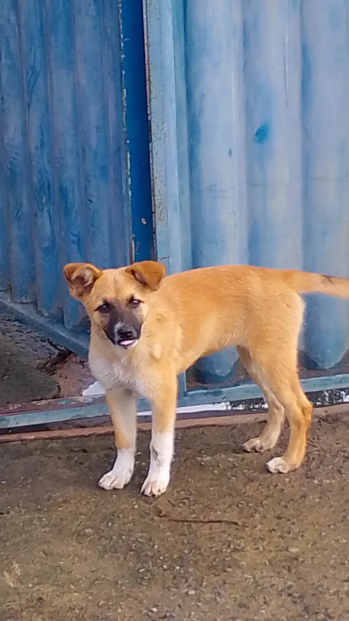 Cachorro ra a SRD-ViraLata idade 2 a 6 meses nome Atena