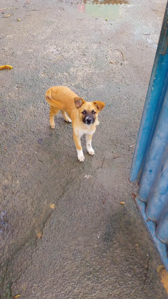 Cachorro ra a SRD-ViraLata idade 2 a 6 meses nome Atena