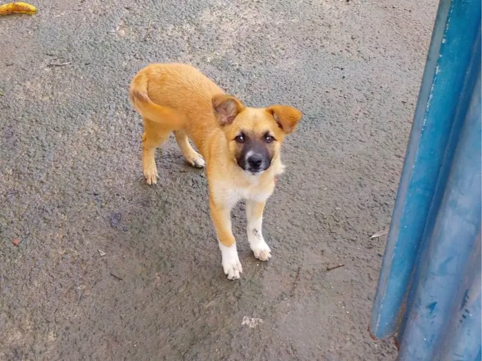 Cachorro ra a SRD-ViraLata idade 2 a 6 meses nome Atena