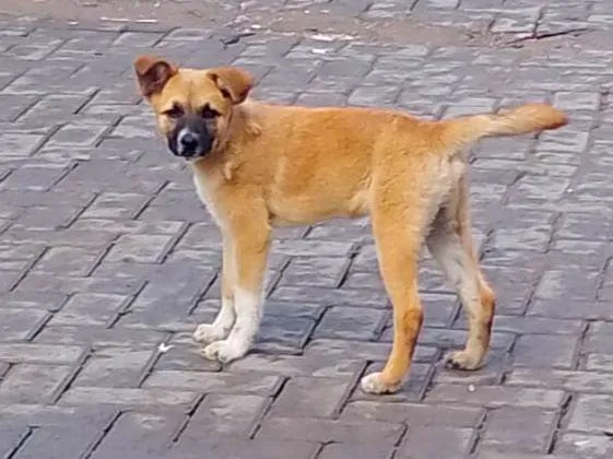 Cachorro ra a SRD-ViraLata idade 2 a 6 meses nome Atena