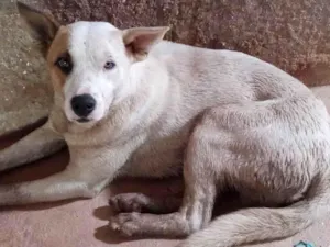 Cachorro raça SRD-ViraLata idade 7 a 11 meses nome Trovão 