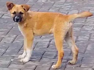 Cachorro raça SRD-ViraLata idade 2 a 6 meses nome Atena