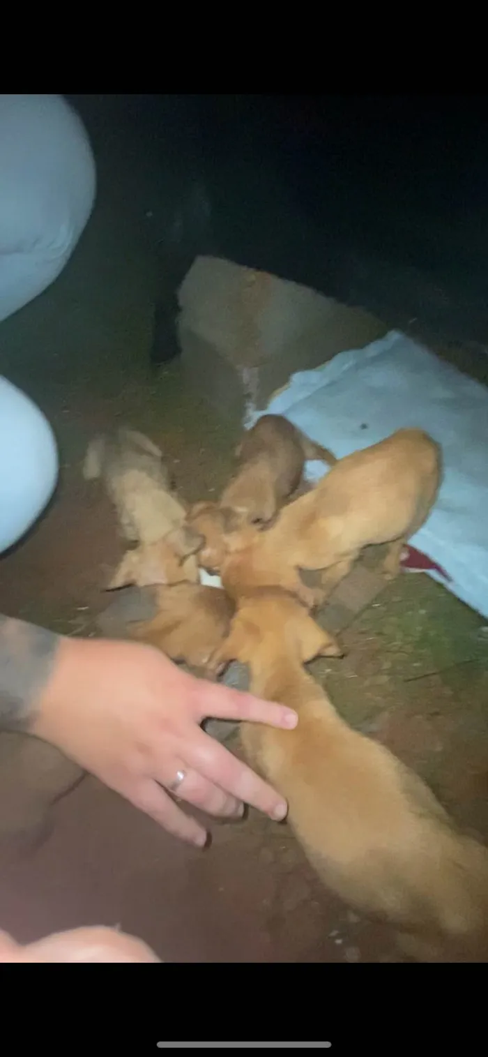 Cachorro ra a SRD-ViraLata idade 2 a 6 meses nome Sem nome