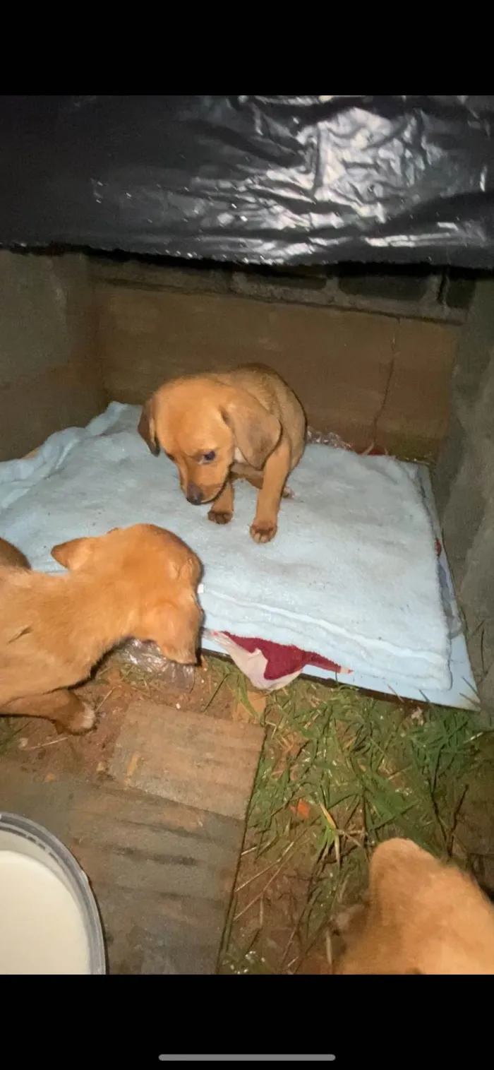 Cachorro ra a SRD-ViraLata idade 2 a 6 meses nome Sem nome