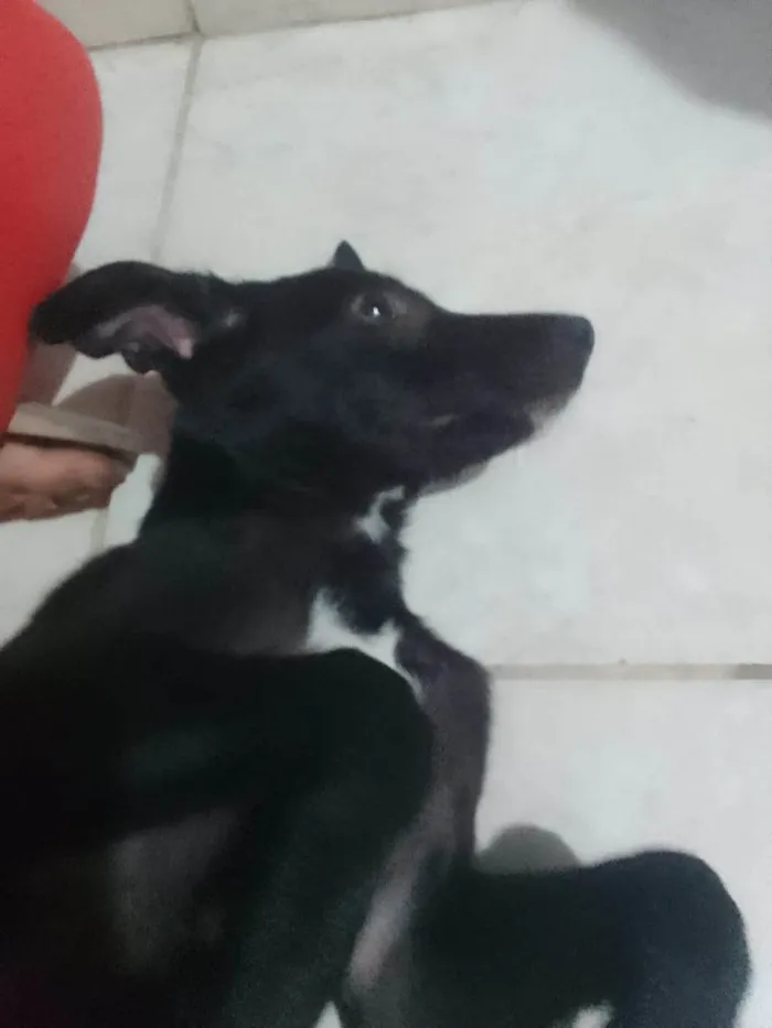 Cachorro ra a SRD-ViraLata idade 7 a 11 meses nome Neguinha