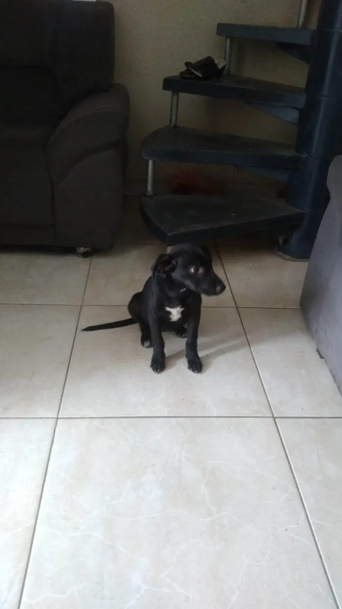 Cachorro ra a SRD-ViraLata idade 7 a 11 meses nome Neguinha