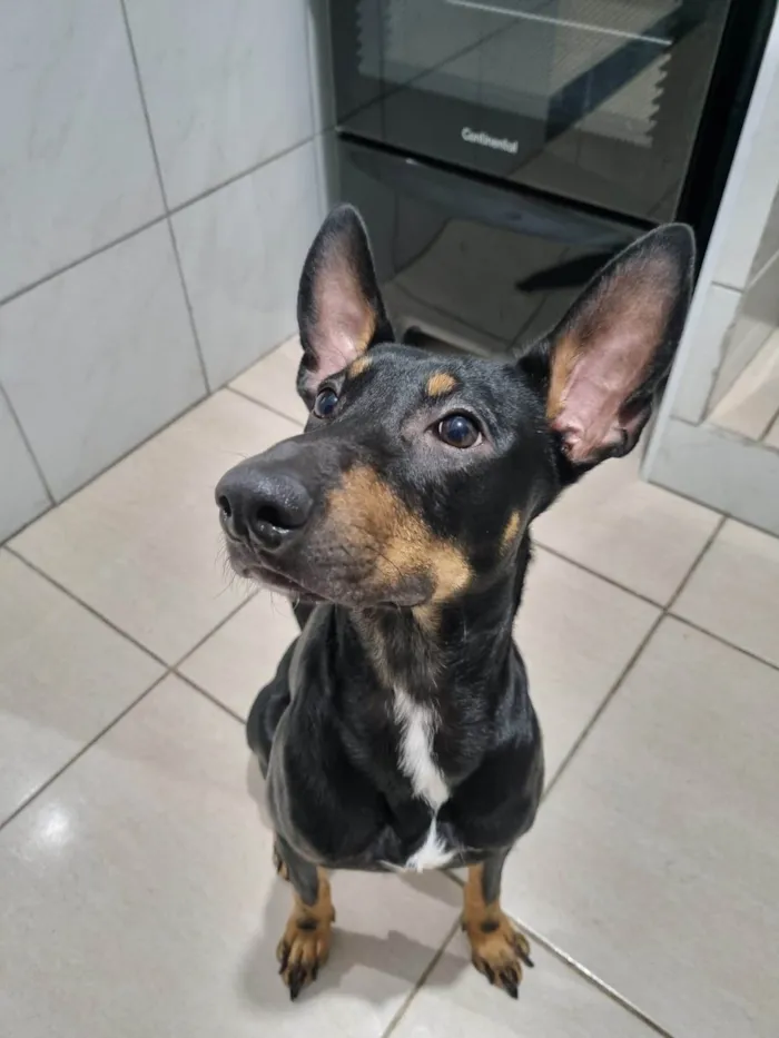 Cachorro ra a SRD-ViraLata idade 1 ano nome Duke