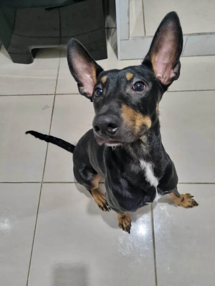 Cachorro ra a SRD-ViraLata idade 1 ano nome Duke