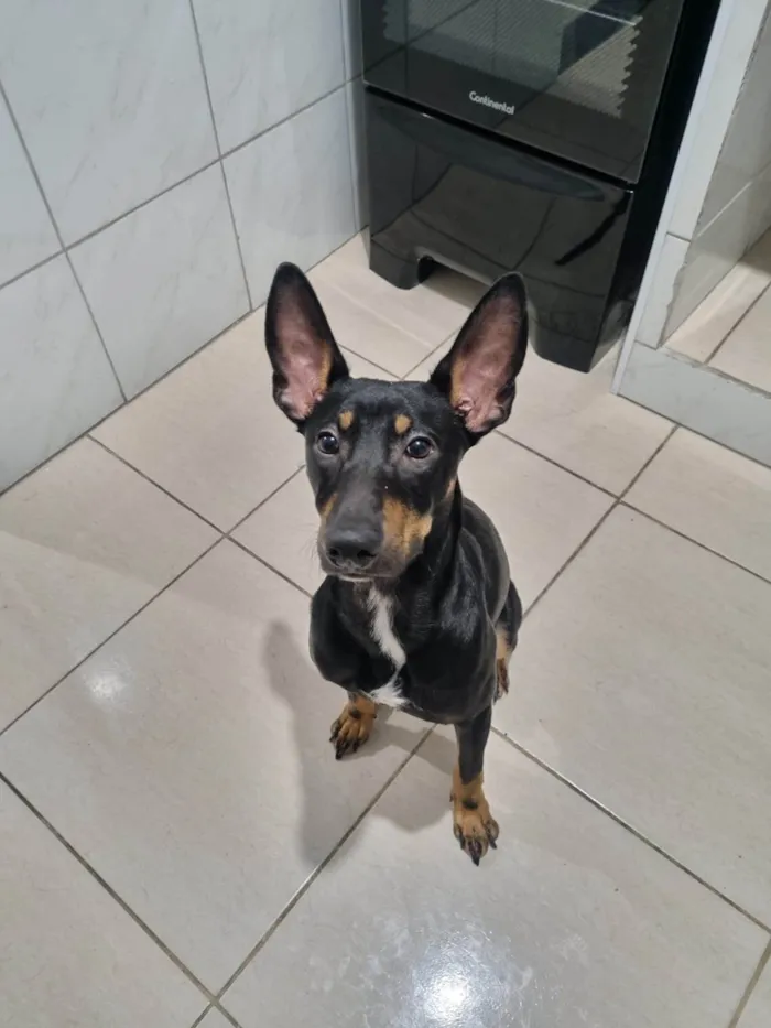 Cachorro ra a SRD-ViraLata idade 1 ano nome Duke